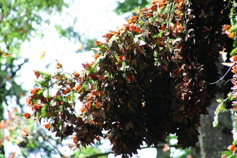 Tree branch covered in monarch butterflies