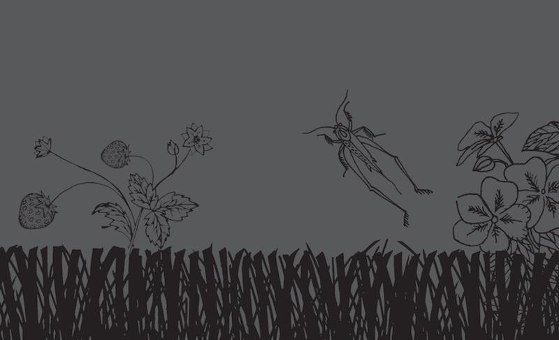 black and grey illustration of grasshopper and plants