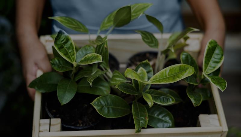 kid holding box full of plants